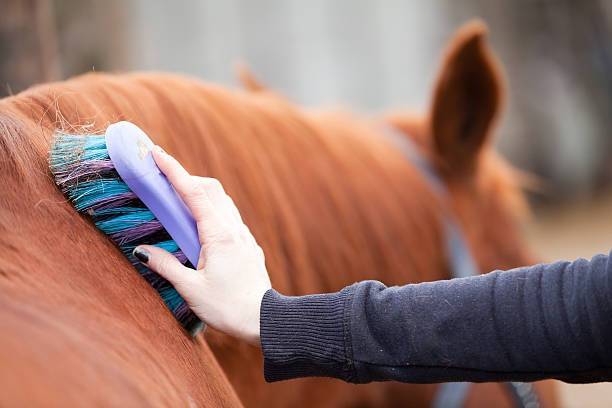 Prendersi Cura del proprio Cavallo