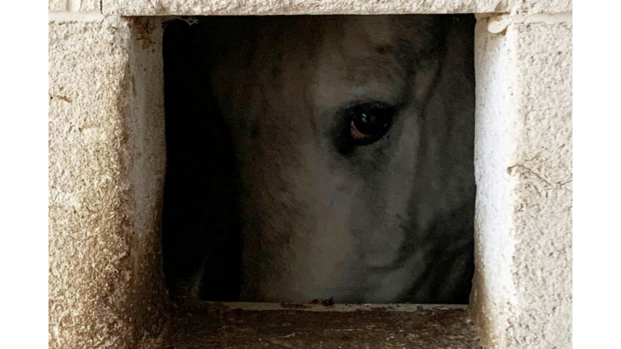 Quando il cavallo dice “No”