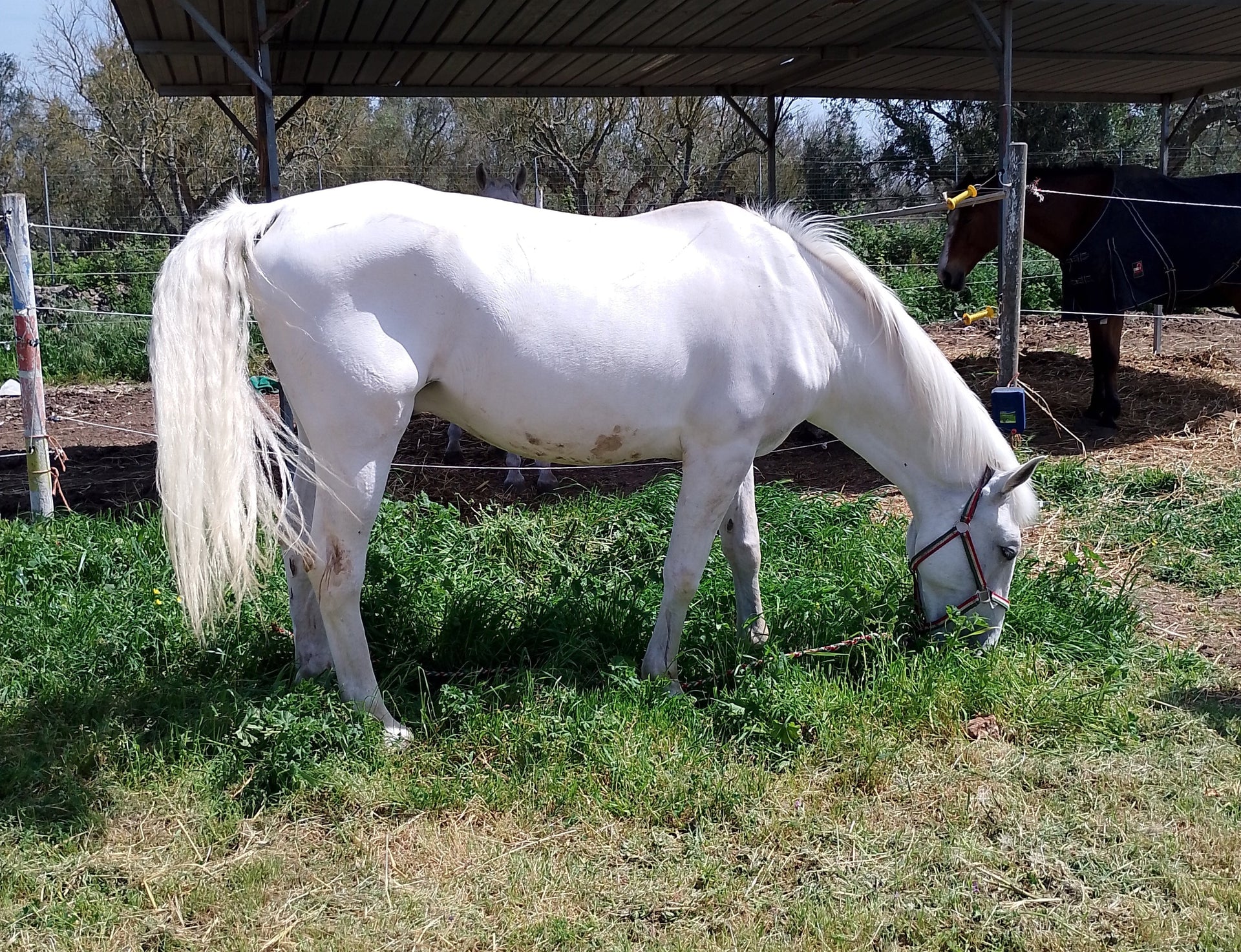 Perché l'intestino del cavallo è così vulnerabile
