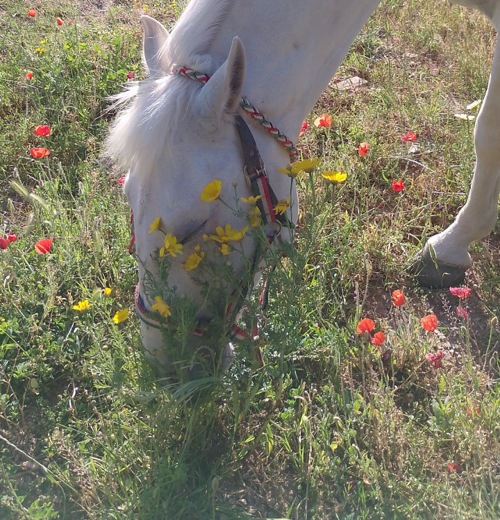 Chi siamo noi per il cavallo? Un viaggio nella relazione uomo-cavallo tra scienza, miti e nuove scoperte - Parte prima