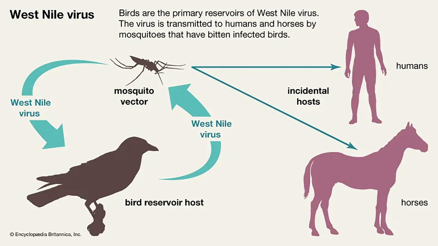 Immagine: CDC Public Health Image Library (PHIL) 